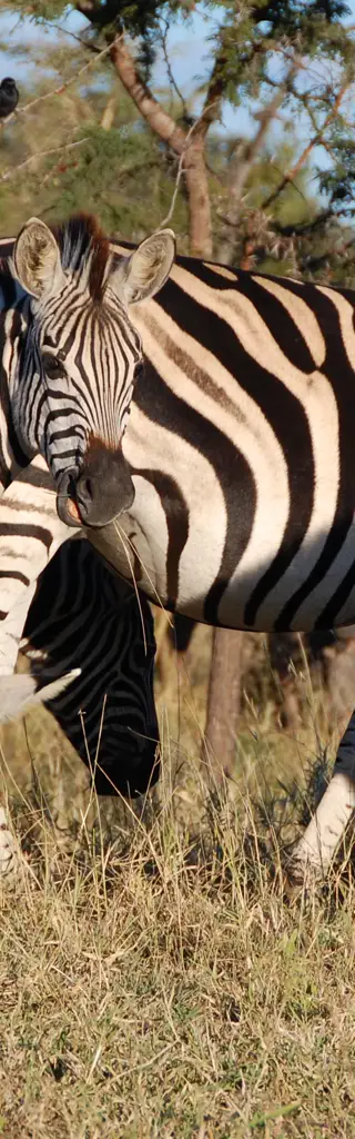 Krüger Nationalpark